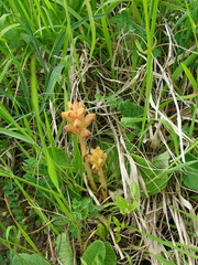 Orobanche caryophyllacea