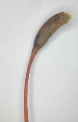 Brachythecium falcatum