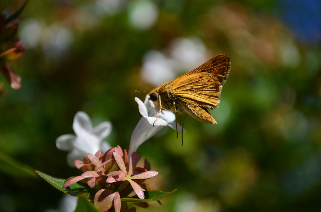 Fiery Skipper from Henderson, Provincia de Buenos Aires, Argentina on ...