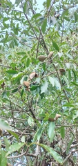 Aspidosperma parvifolium