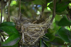 Sporophila caerulescens