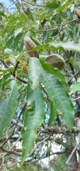 Aspidosperma parvifolium