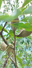 Aspidosperma parvifolium