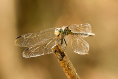 Dythemis sterilis