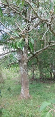 Aspidosperma parvifolium