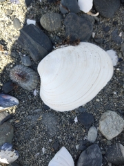 Retrotapes exalbidus