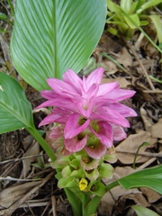 Curcuma australasica