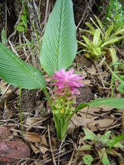 Curcuma australasica