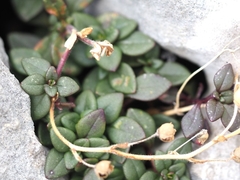 Chaenorhinum origanifolium