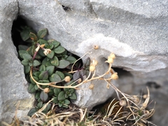 Chaenorhinum origanifolium