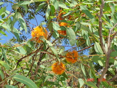 Eucalyptus phoenicea