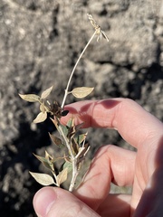 Brickellia atractyloides