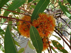 Eucalyptus phoenicea