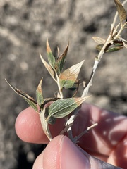 Brickellia atractyloides
