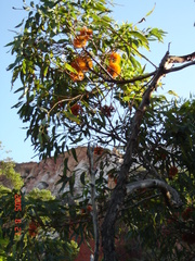 Eucalyptus phoenicea