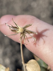 Brickellia atractyloides