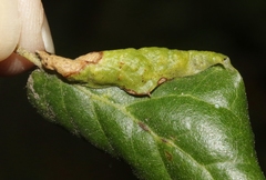 Stegophylla essigi
