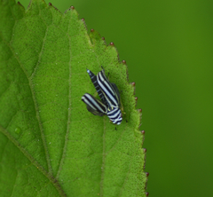 Graphocephala flavovittata