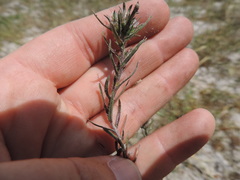 Microcodon glomeratus