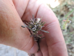 Microcodon glomeratus