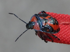 Brontocoris nigrolimbatus