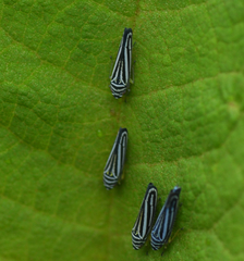 Graphocephala flavovittata
