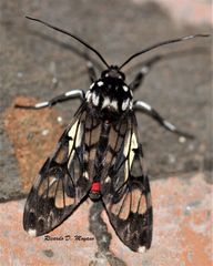 Hyaleucerea vulnerata