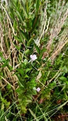 Epilobium billardiereanum