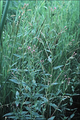 Epilobium ciliatum watsonii