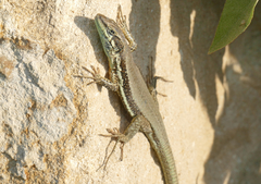 Phoenicolacerta troodica