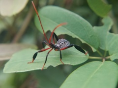 Heteroptera