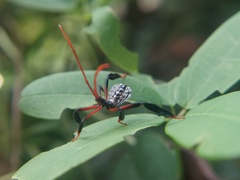 Heteroptera