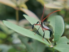 Heteroptera
