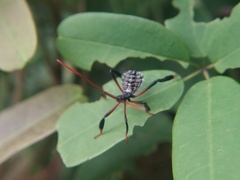 Heteroptera