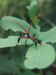 Heteroptera