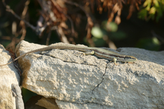 Phoenicolacerta troodica