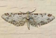 Eupithecia zelmira
