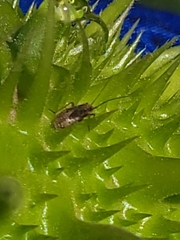 Nysius raphanus