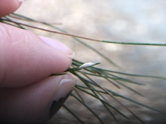 Chionaspis pinifoliae