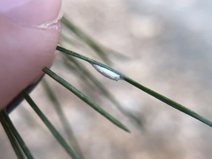 Chionaspis pinifoliae