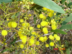 Acacia racospermoides