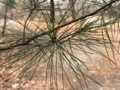 Chionaspis pinifoliae