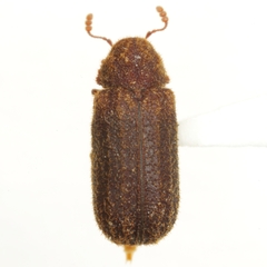 Endecatomus dorsalis