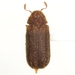 Endecatomus dorsalis - Photo (c) Mike Quinn, Austin, TX, some rights reserved (CC BY-NC), uploaded by Mike Quinn, Austin, TX