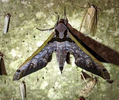 Adhemarius sexoculata