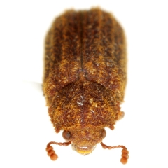 Endecatomus dorsalis