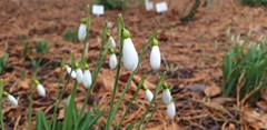 Galanthus nivalis