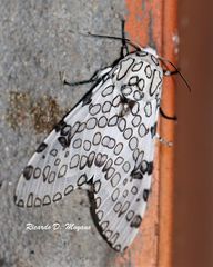 Hypercompe abdominalis