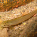 Flat-headed Loach - Photo (c) H.T.Cheng, some rights reserved (CC BY-NC)