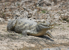 Caiman crocodilus crocodilus